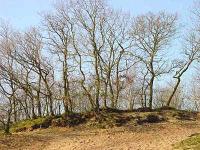 Bomen op de top van het rivierstuifduin.