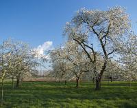 Erfinrichting en streekeigen beplanting